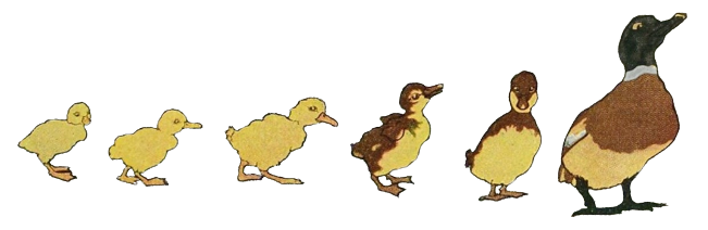 A row of six drawn ducks. Each duck is at varying stages of growth, until the one at the far right is an adult
