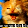 An orange kitten with it's mouth open, with text reading-'eeeeeeeeekkkkkkkkk'