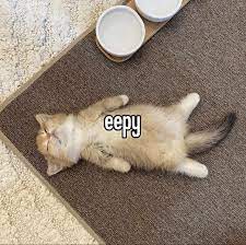 A brown tabby kitten eyes closed lying down. The text on top of the image reads-'eepy'