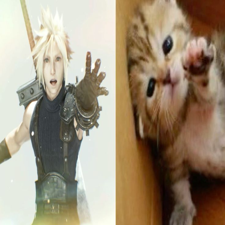A picture of Cloud next to a kitten