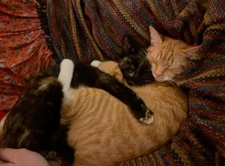 black and orange cats hugging