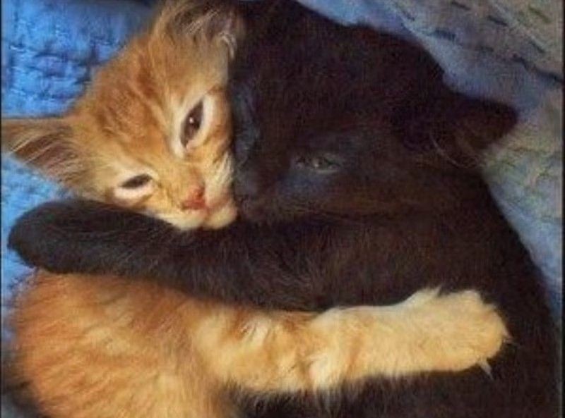black and orange kittens hugging