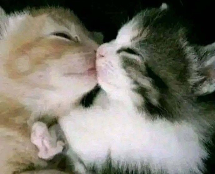 black and orange kittens kissing