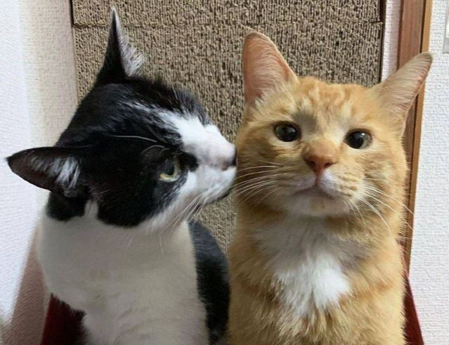 black and orange cats kissing