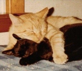 black and orange cats sleeping together