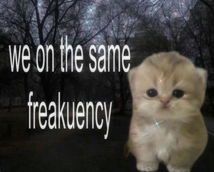A picture of a kitten captioned 'we on the same freakquency'